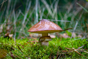 Cossack mushroom in a coniferous forest. Vegetation in the forests of Central Europe.