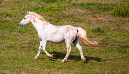 Obraz premium Pferde im Spätsommer