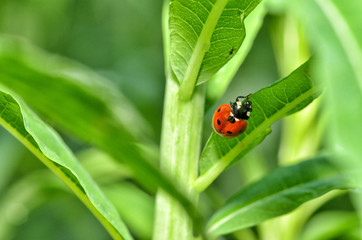 Ladybug on the plant flower.