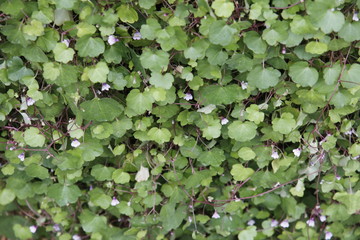 Green flowers in flowerbed