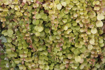 Flowerbed with small flowers