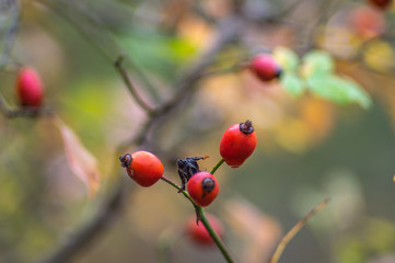 Rose hips on the bushes in autumn