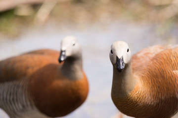 Close-up of birds of Patagonia, Cauquen, Chloephaga Picta Leucoptera. Goose. 