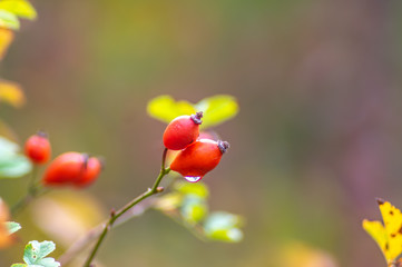 Rose hips on the bushes in autumn