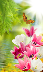 Panele Szklane  Obraz wielu kwiatów tulipanów w zbliżenie ogród. Motyl leci nad powierzchnią wody