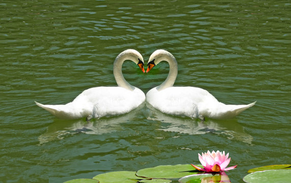  image of swans and lotus flower on the water
