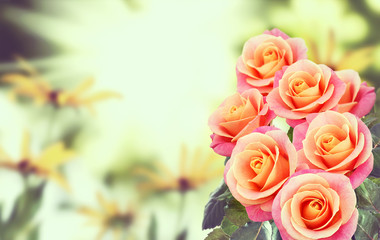 image a lot of pink roses closeup