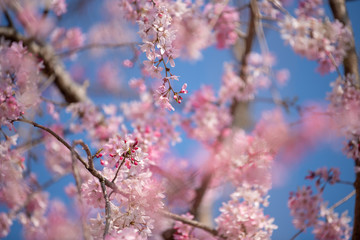 権現堂_桜