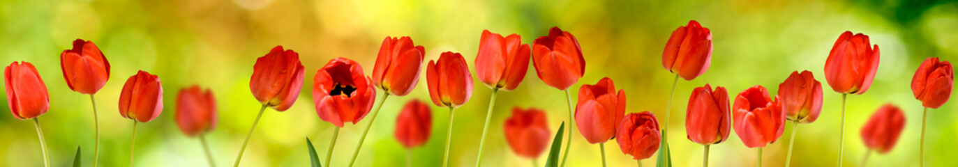 Image of many flowers of tulips in a garden closeup