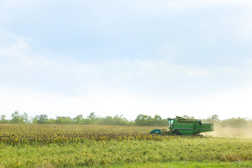 Obraz premium Combine harvester in sunflower field