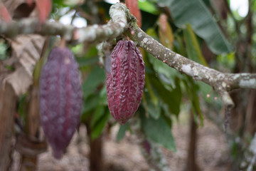 Cocoa on a tree