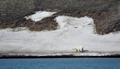 Polar Bear walking on Melting snow in Svalbard, Norway, Billefjorden, Effects of Global Warming and Climate Change  © Maximilien