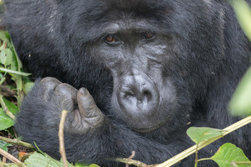 Wild Gorilla in the Bwindi Impenetrable Forest in Uganda
