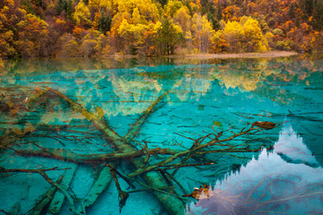 Ancient fallen tree trunks is criss-crossed at the bottom of Five Flower Lake, Jiuzhaigou National Park, Sichuan,China.