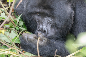 Wild Gorilla in the Bwindi Impenetrable Forest in Uganda