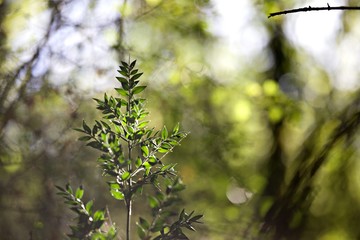 Houx forêt