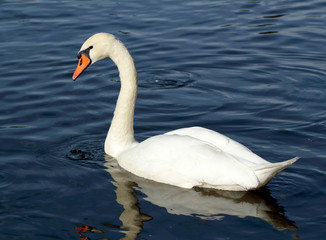 Beautiful white swan