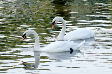 Couple of beautiful white swans