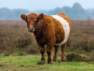 Belted Galloway cow standing at ease in the heath staring in the camera