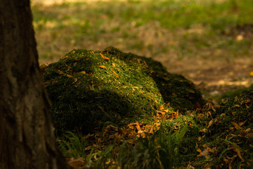 Fototapeta na wymiar Hill with cut grass, green color