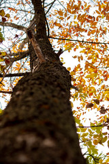 tall tree autumn, yellow leaves