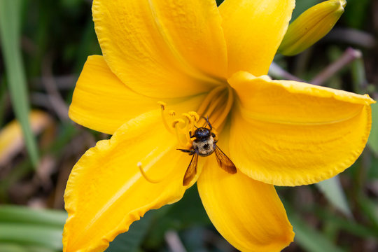 Bee