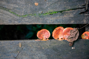 Tree mushroom with dry leaf, autumn nature photo. Fall season minimalist landscape. Walking or...