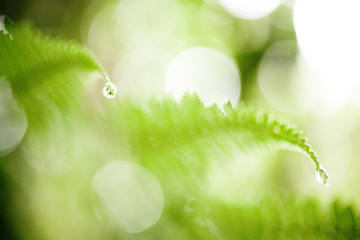 fern morning dew © Alice K