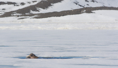 Walrus in Isfjorden Svalbard, Norway, in the Arctic Circle, glaciers, Mountains, and pack ice 