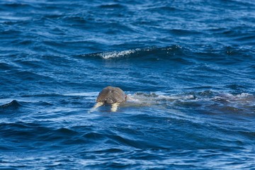 Walrus in Isfjorden Svalbard, Norway, in the Arctic Circle, glaciers, Mountains, and pack ice 