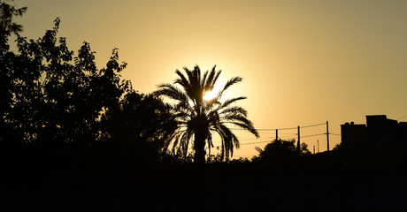   Sunset on Sicily with the silhouette of flat houses, power cables and exotic plants like palm trees in summer    