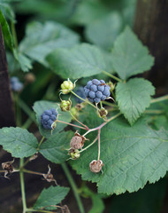 Wilde Brombeere ( Rubus caesius ) in der Natur