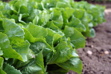 Endiviensalat im Gemüsebeet