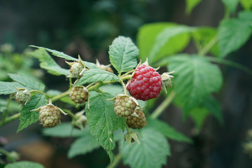 Rote Himbeere am Strauch