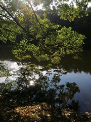 Summer landscape by the water