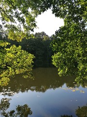 Summer landscape by the water