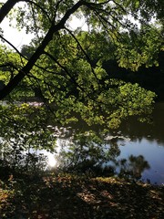 Summer landscape by the water