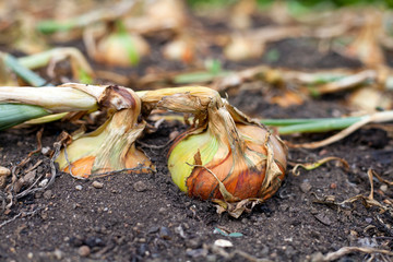 onion in the garden