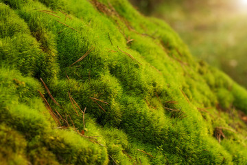 Green fresh moss and orange dry pine needles in sun light. Natural background of forest litter