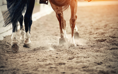 Legs of two sports horses galloping around the arena.