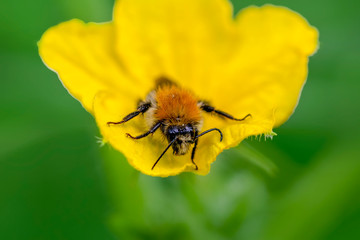 Beautiful  Bee macro in green nature - Stock Image