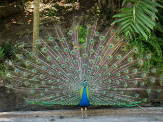 Obraz premium Male peacock displaying it's colorful tail feathers