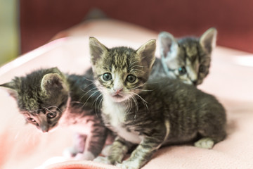 Three little kittens play on the bed. Domestic cats in a shelter. No one needs cats. Breeding cats from a domestic cat.