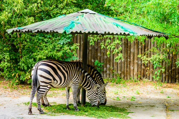 Naklejka na ściany i meble Grant zebras (Equus quagga boehmi) eating grass