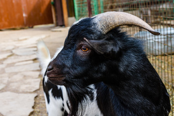 Fototapeta premium Closeup of adult goat on a farm