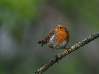 Fototapeta premium Rotkehlchen