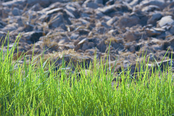 fresh green grass with blur of arid land behind