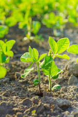 Glycine max, soybean, soya bean sprout growing soybeans on an industrial scale. Young soybean plants with flowers on soybean cultivated field. Agricultural soy plantation background.