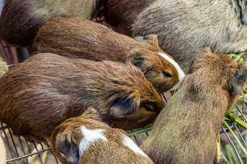 Guinea pigs for sale in a market in the Ecuadorian Andes. They are a popular food and highly appreciated by the locals.