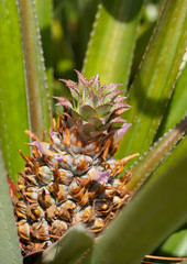 Fototapeta premium Close-up image of a young pineapple with purple flowers growing among bright green leaves